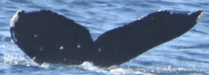 Fluke of CRC-22024