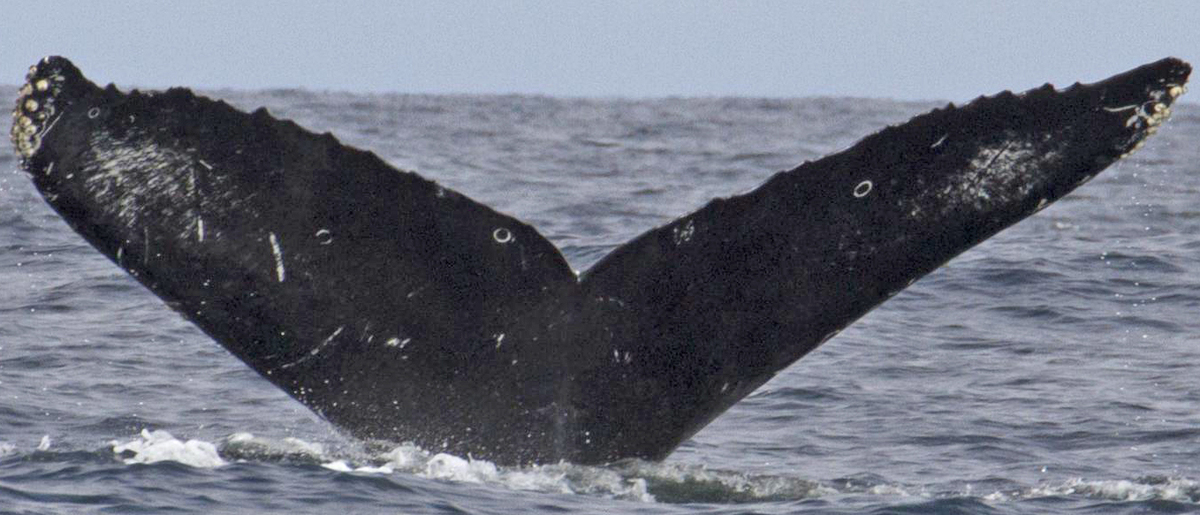 Fluke of CRC-11821