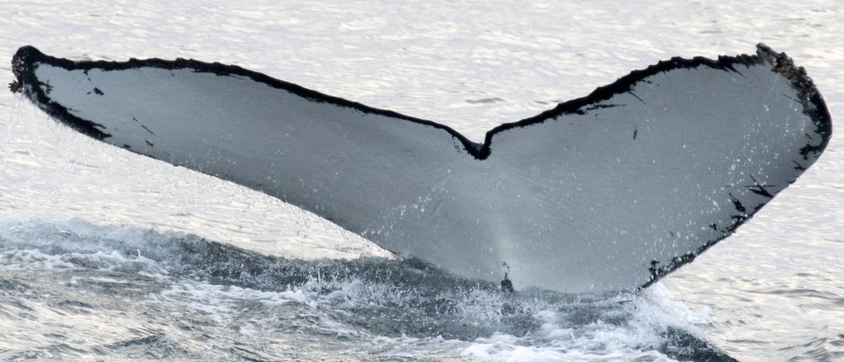 Fluke of Eagle (Antarctica)