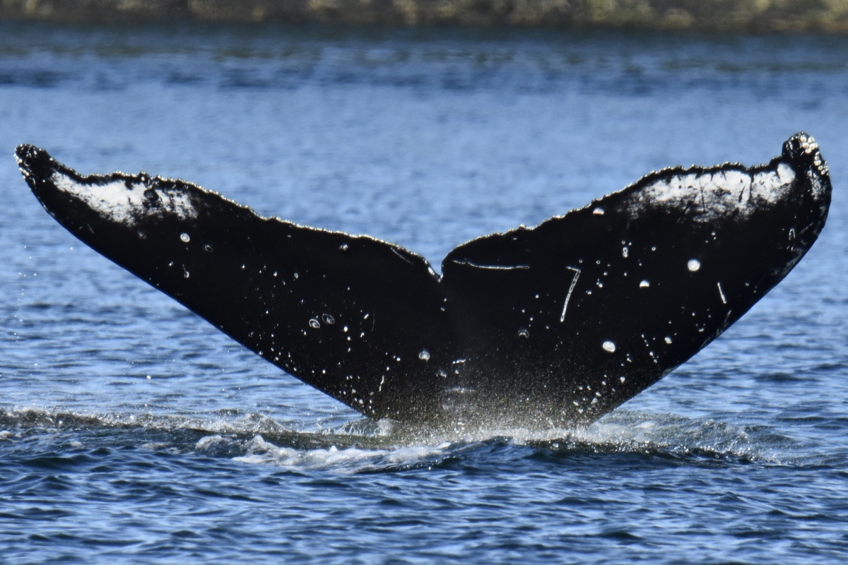 Fluke of Maria del Mar (Alaska)