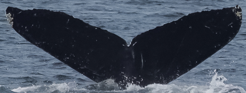 Fluke of HW-MN0410193