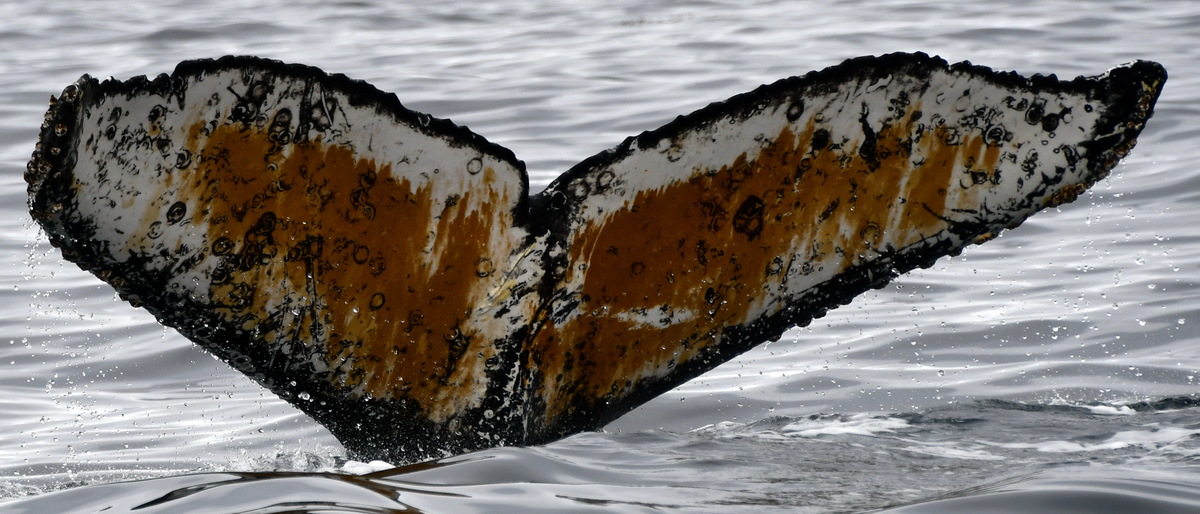 Fluke of Carzy (Antarctica)