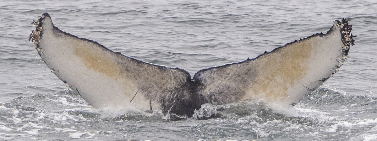 Fluke of 2023-2024 calf of CRC-12251