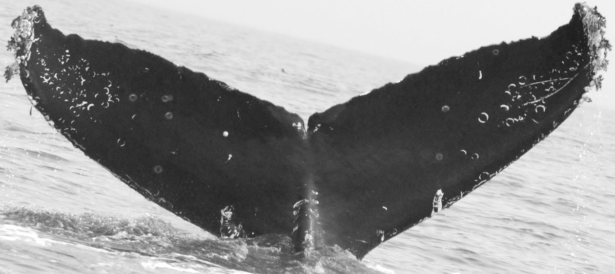 Fluke of Prop Mom aka Barcode