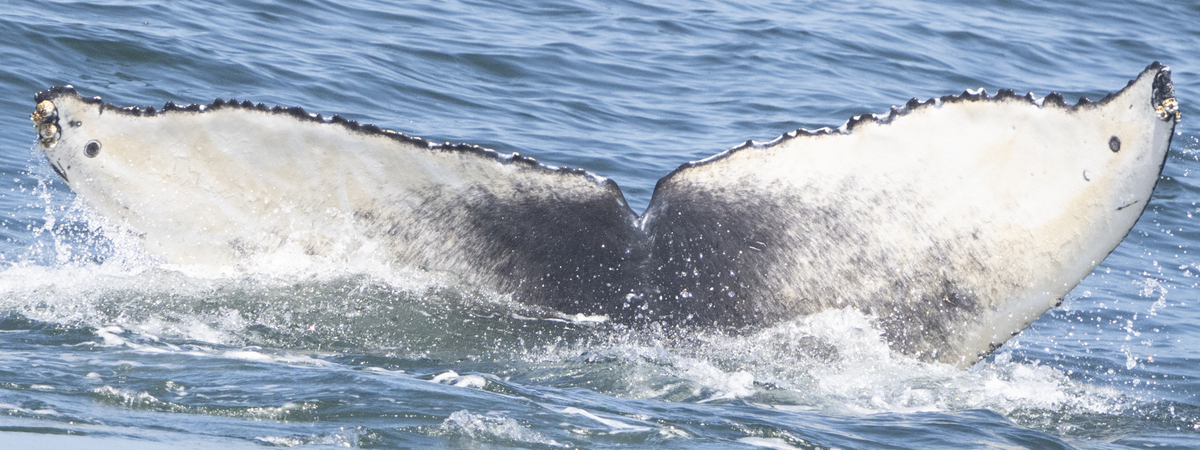 Fluke of 2023-2024 calf of CRC-10502