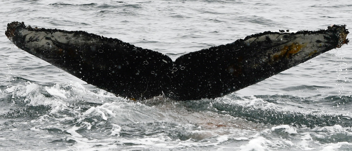 Fluke of BTBEL-Mn24_050E_PAL
