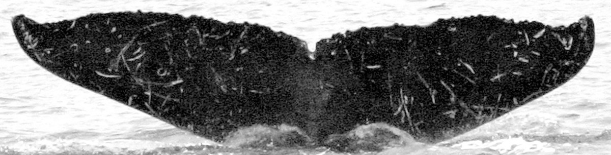 Fluke of Black Beauty
