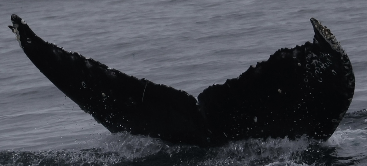 Fluke of CRC-22596