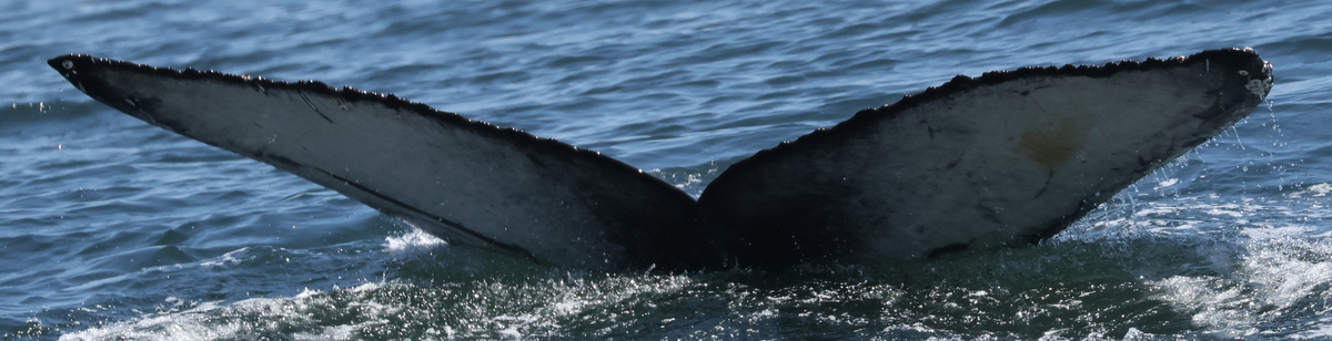 Fluke of CRC-22597