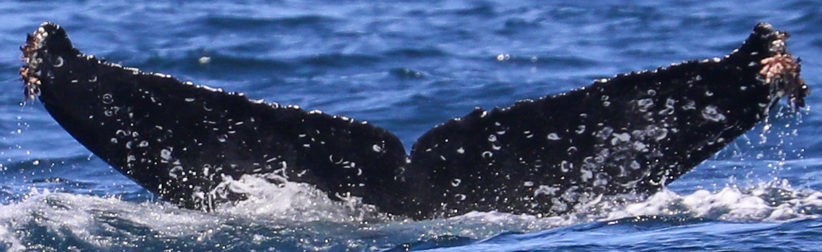 Fluke of CRC-22170