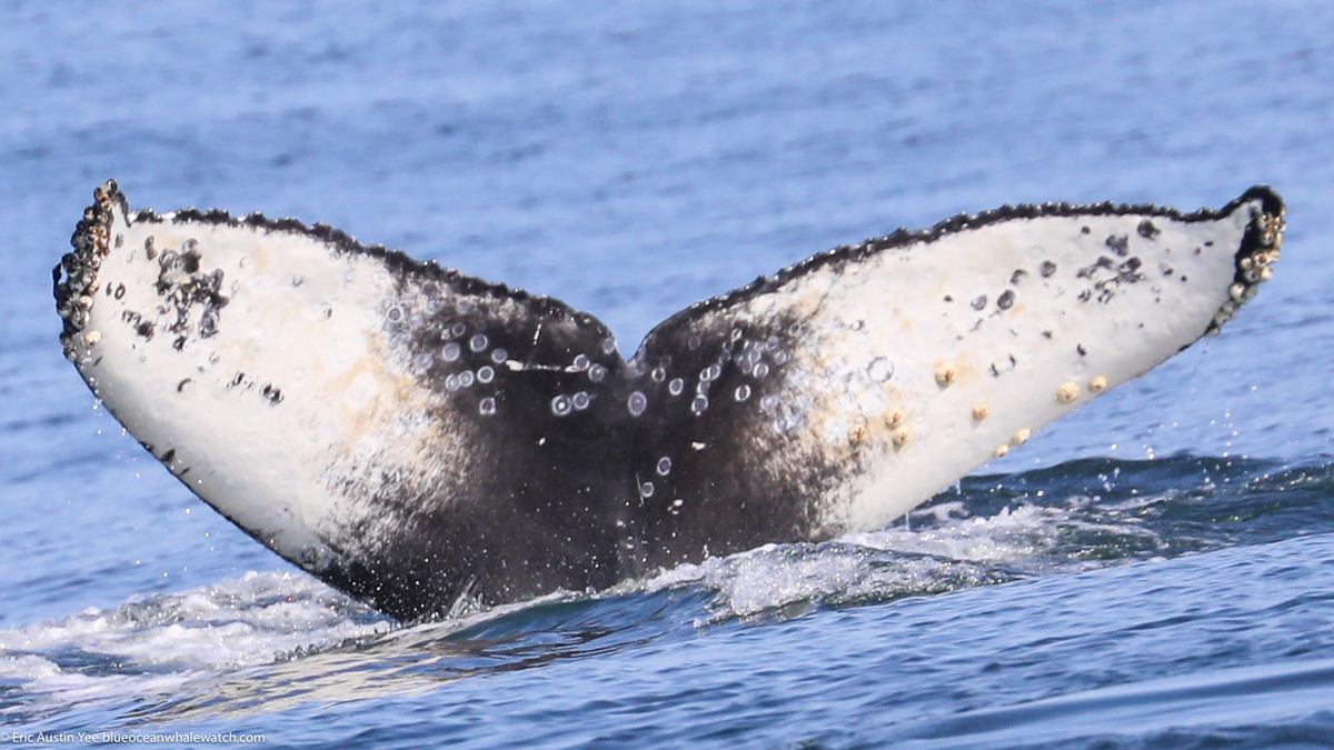 Fluke of CRC-22599