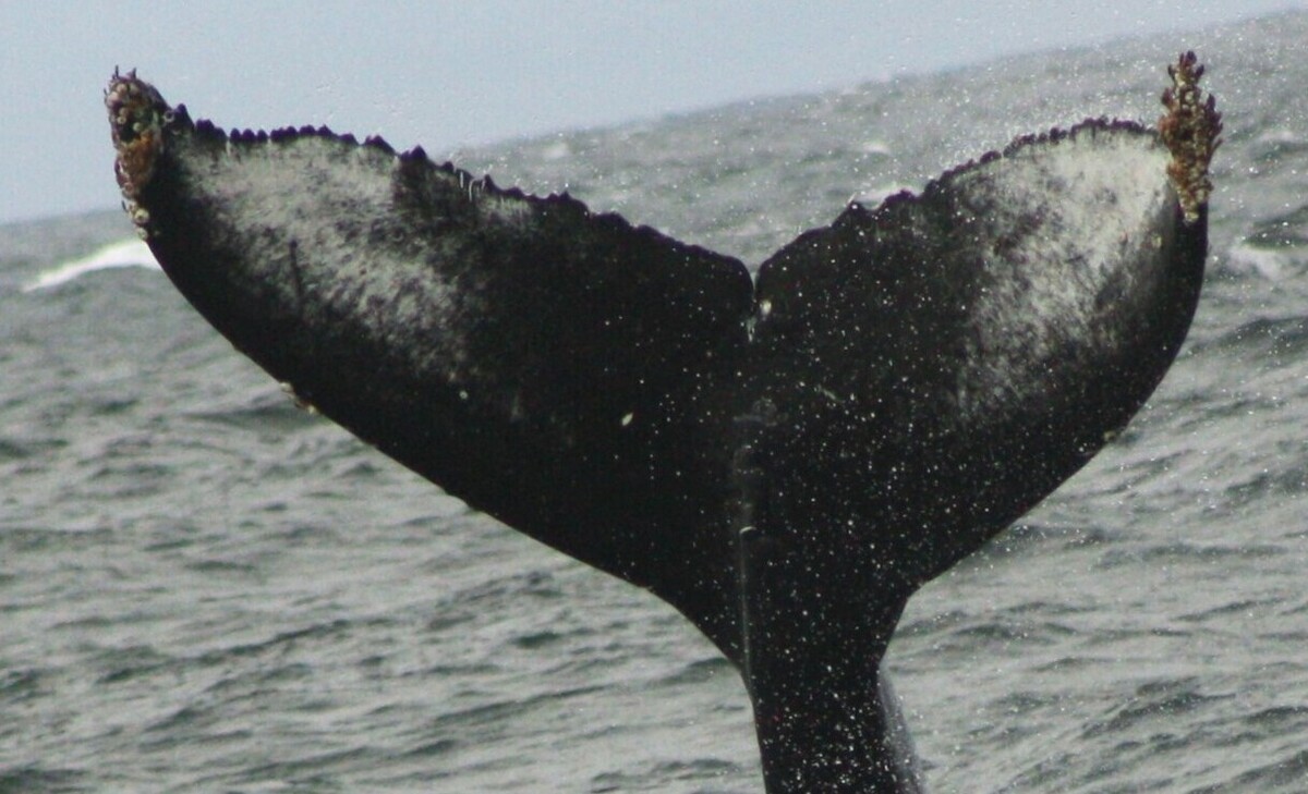 Fluke of CRC-22601