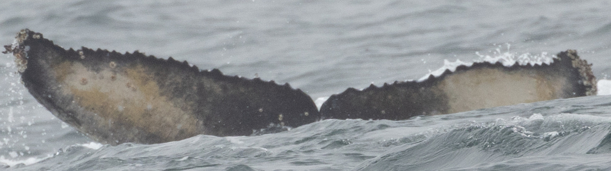 Fluke of HW-MN0503428