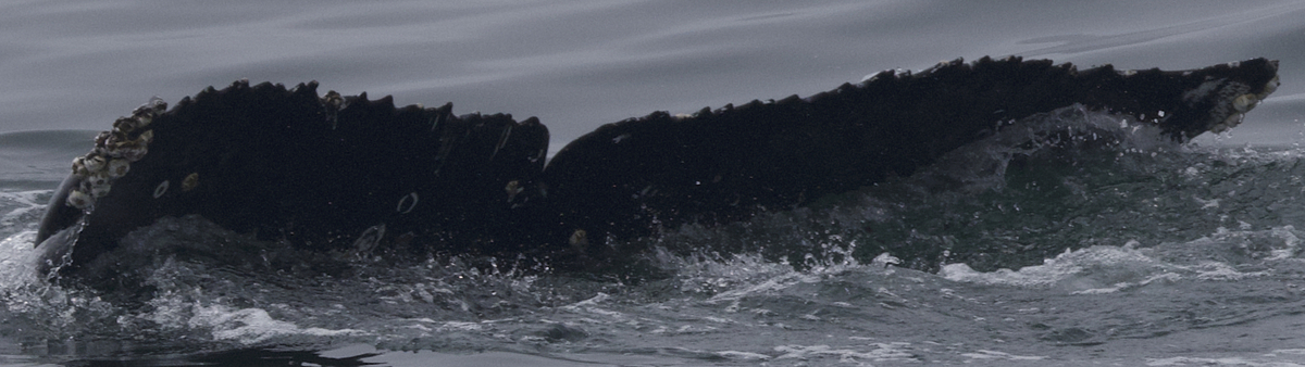 Fluke of HW-MN0503431