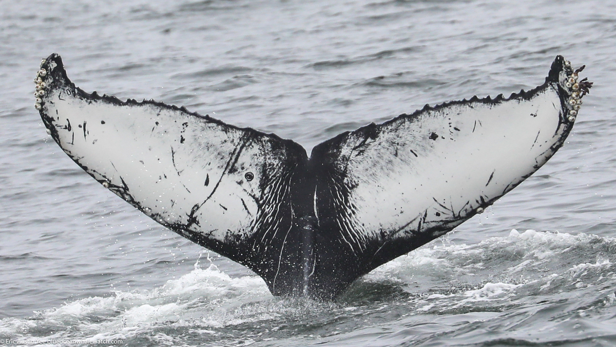 Fluke of CRC-22604