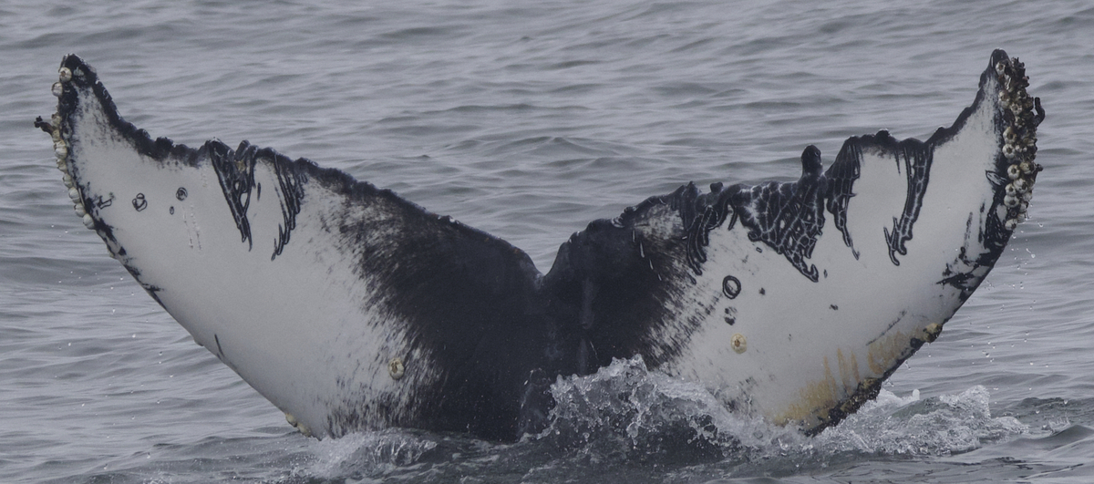 Fluke of Danger Zone (California)