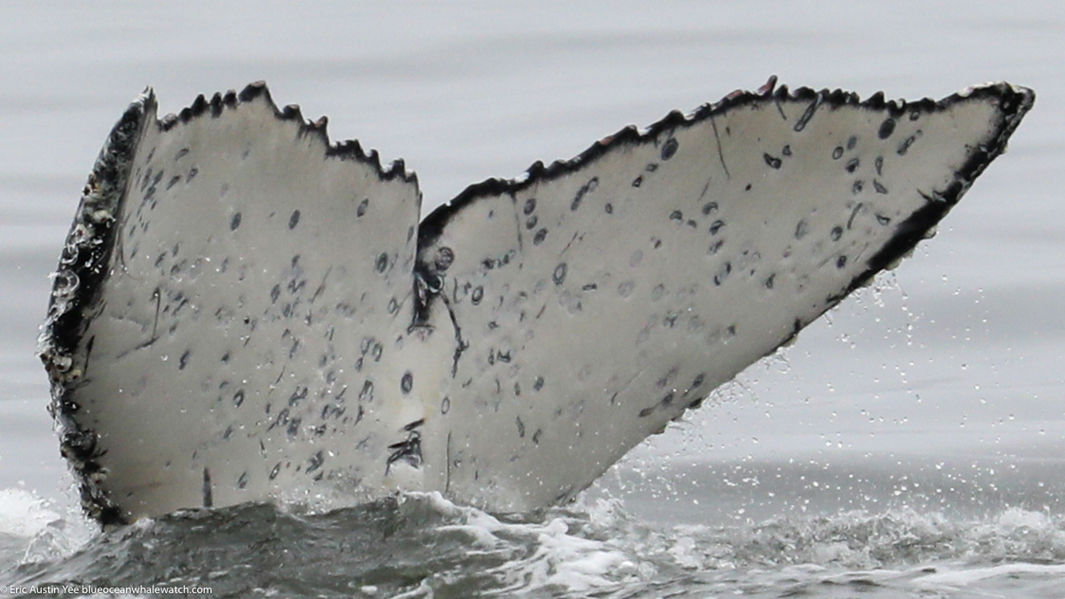 Fluke of Cruella (California)