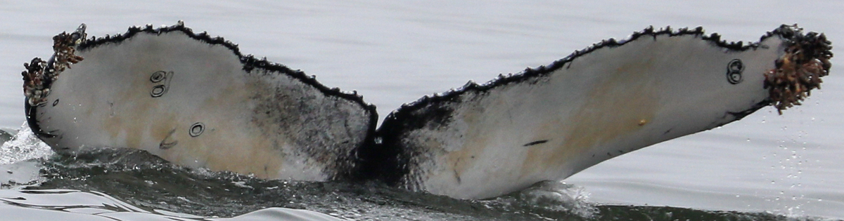 Fluke of CRC-22608