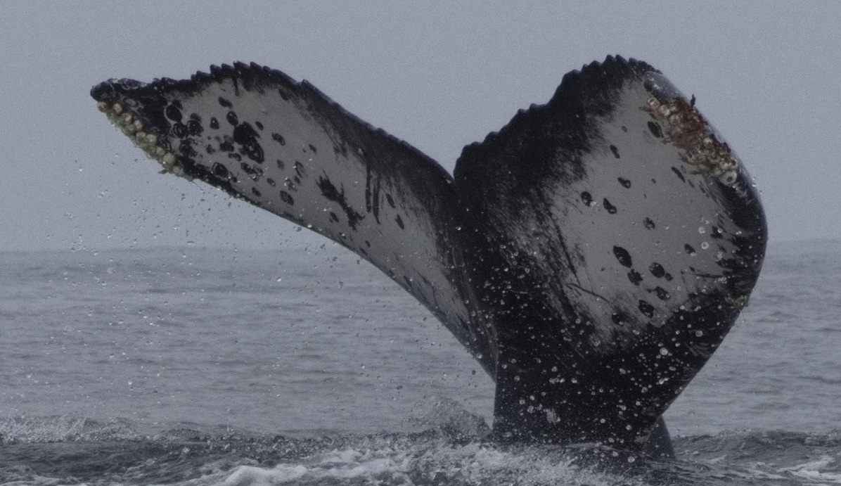 Fluke of CRC-22610