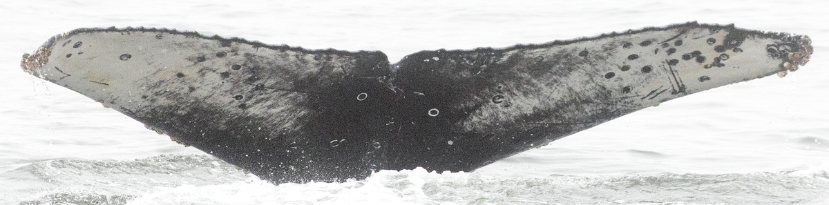 Fluke of CRC-22612