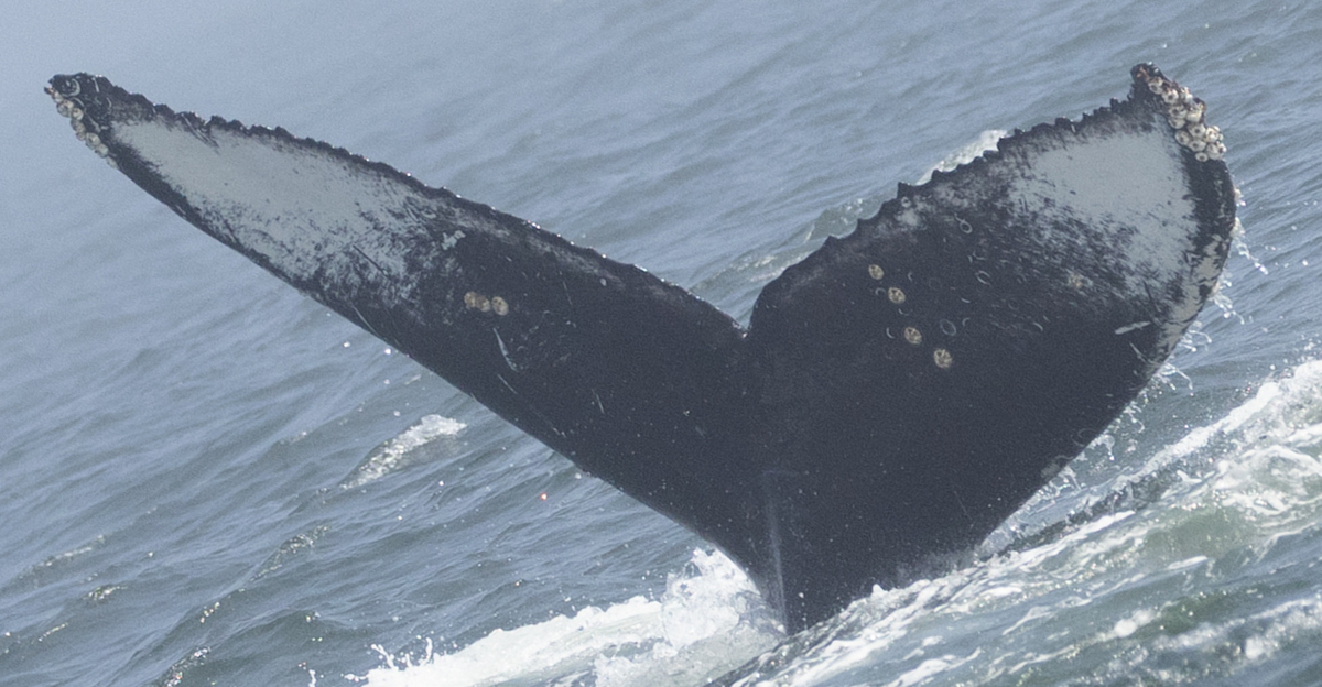 Fluke of CRC-22614