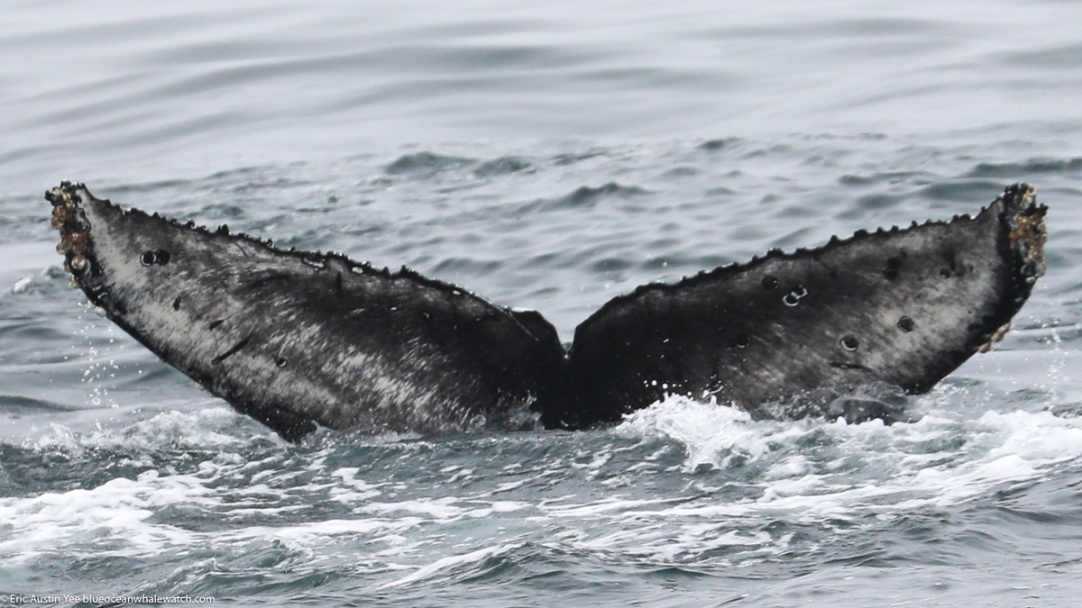 Fluke of CRC-22617