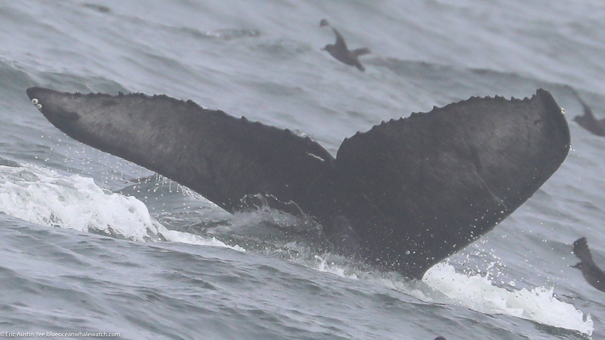 Fluke of CRC-22621