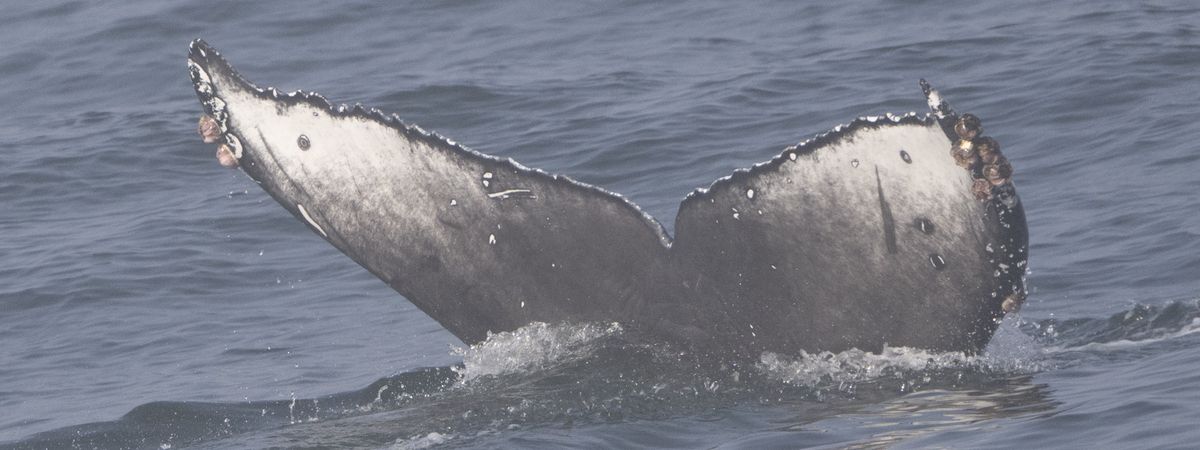 Fluke of CRC-22624