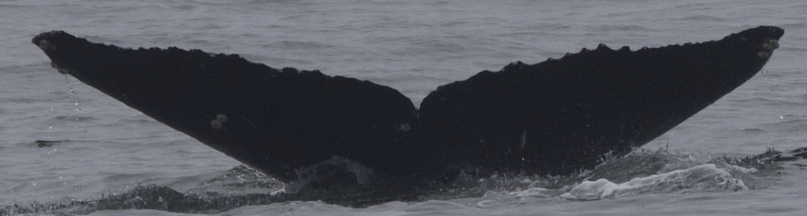 Fluke of CRC-22628