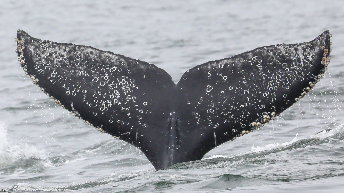 Fluke of CRC-22175