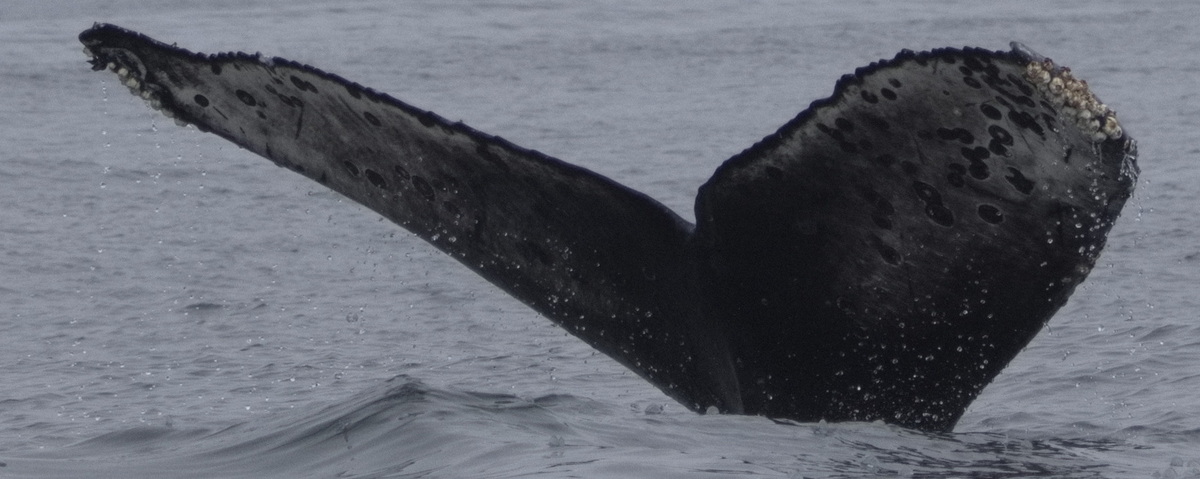 Fluke of CRC-22632