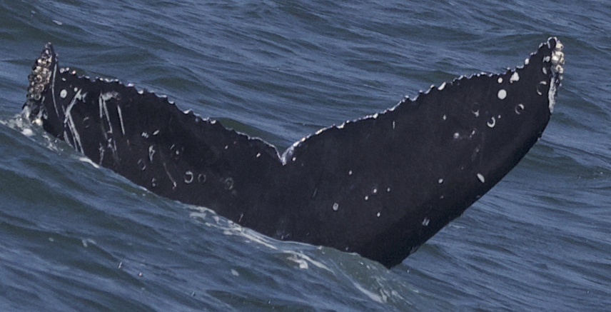 Fluke of CRC-22635