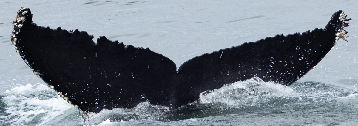 Fluke of CRC-22636