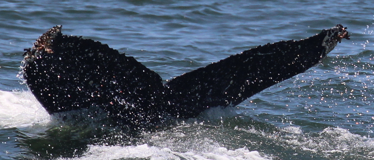 Fluke of CRC-22638