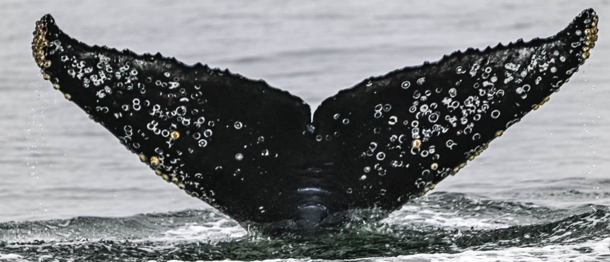 Fluke of CRC-22639