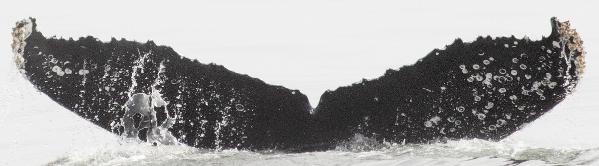 Fluke of CRC-22176