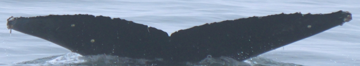 Fluke of CRC-22641