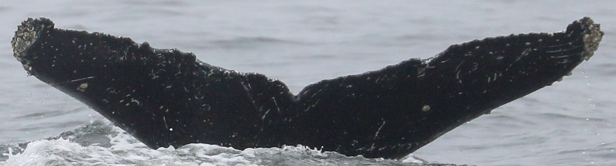 Fluke of CRC-22643