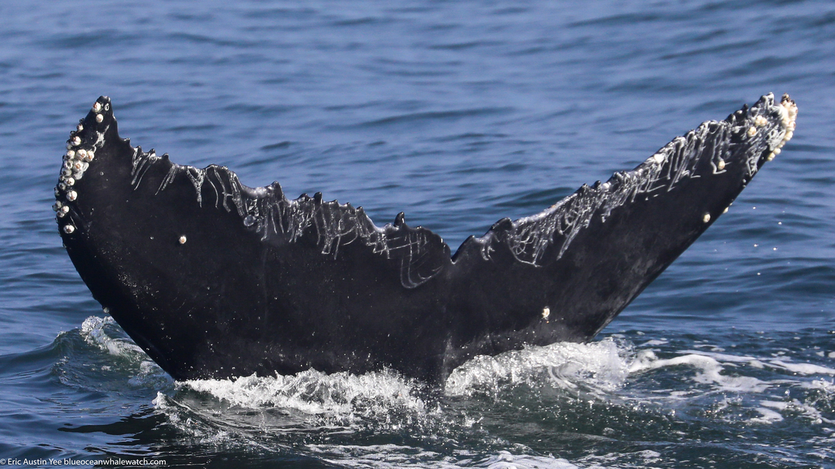 Fluke of CRC-22644
