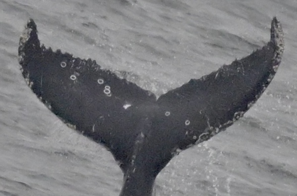 Fluke of CRC-22645
