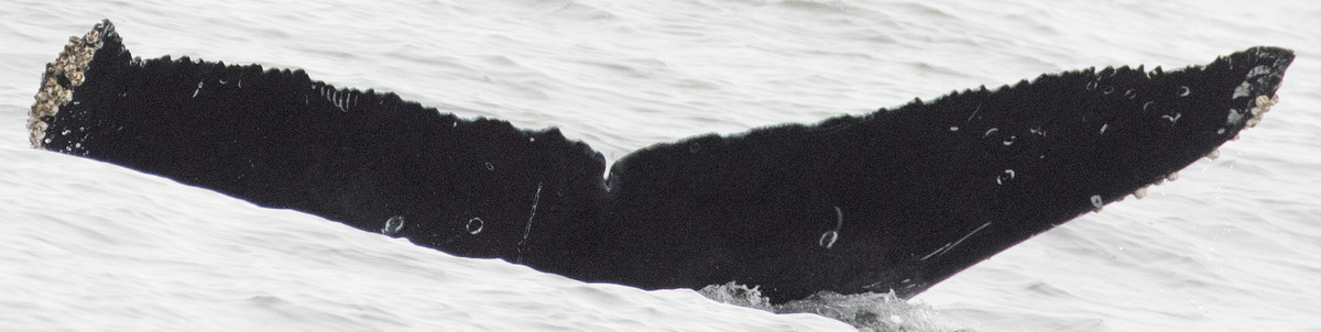 Fluke of CRC-22646