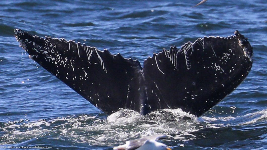 Fluke of CRC-22647