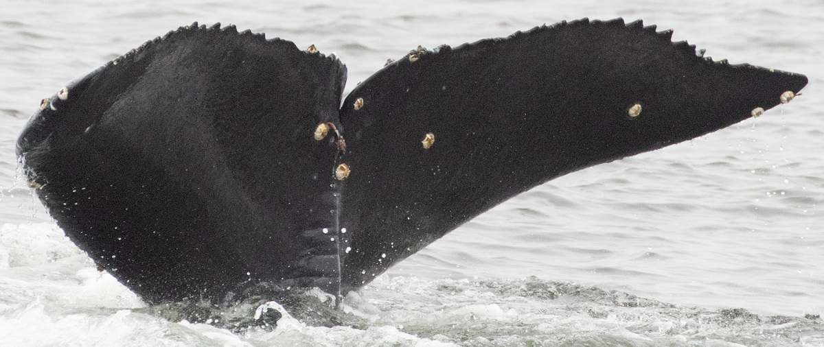 Fluke of Mopsy (2023-2024 calf of Flopsy)