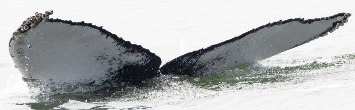 Fluke of CRC-22651