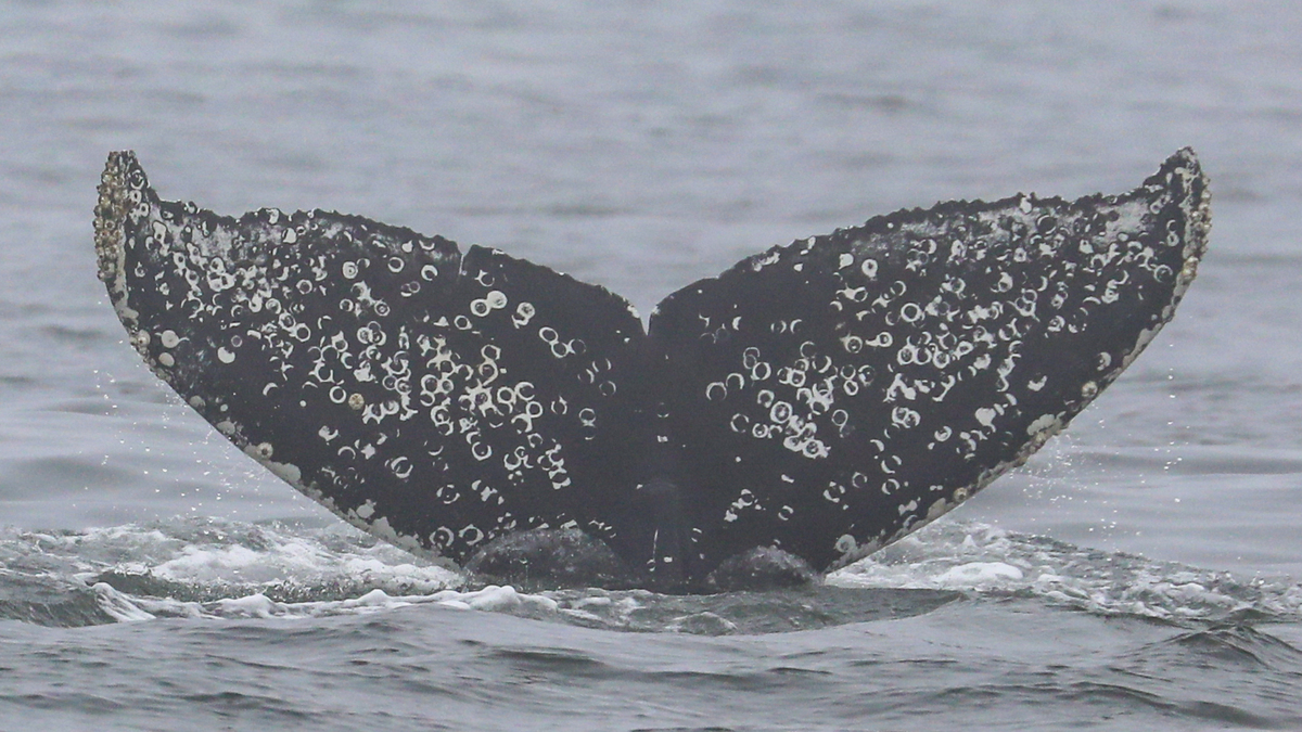 Fluke of CRC-22653