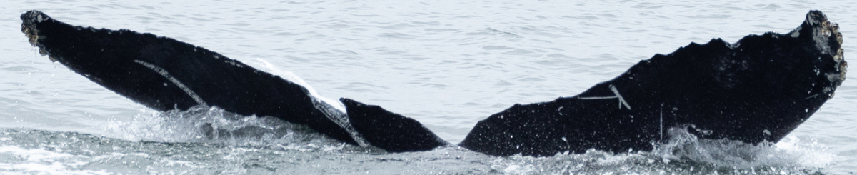 Fluke of CRC-22654