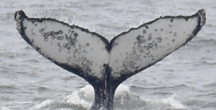 Fluke of Pacifica Pierre (California)