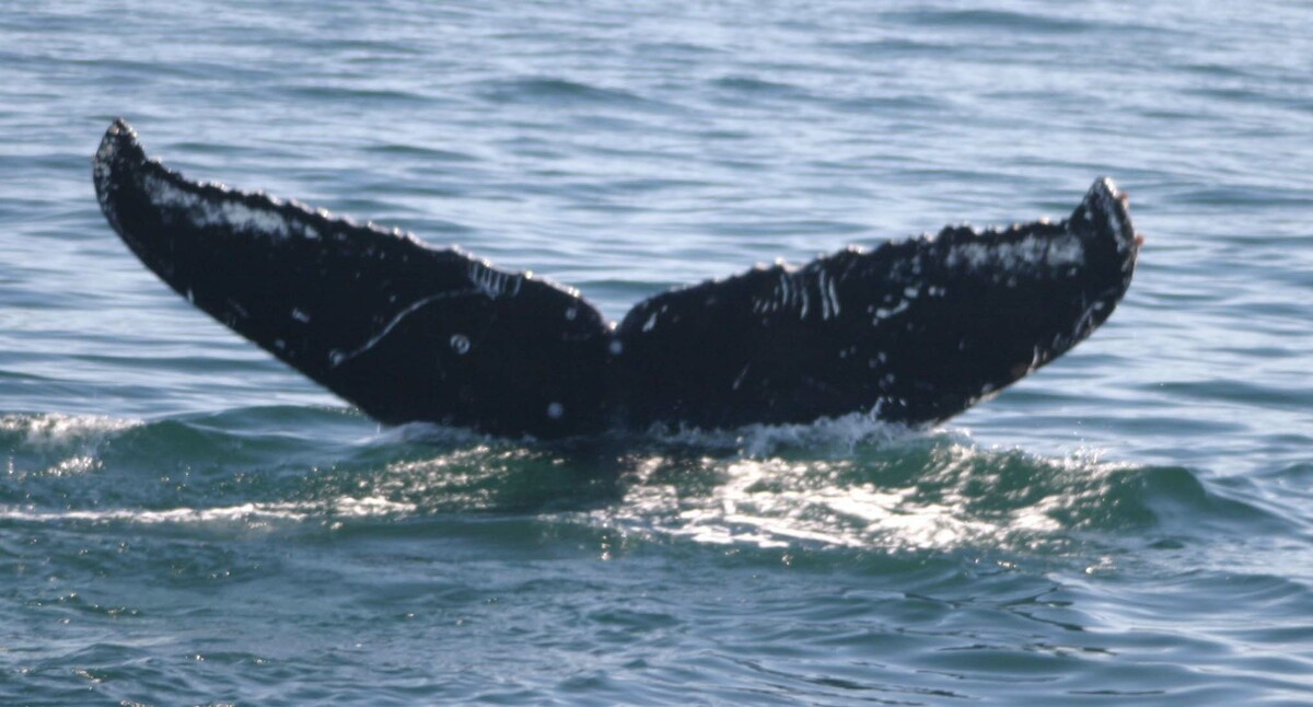 Fluke of Nibble aka Bullseye (Kodiak Island)