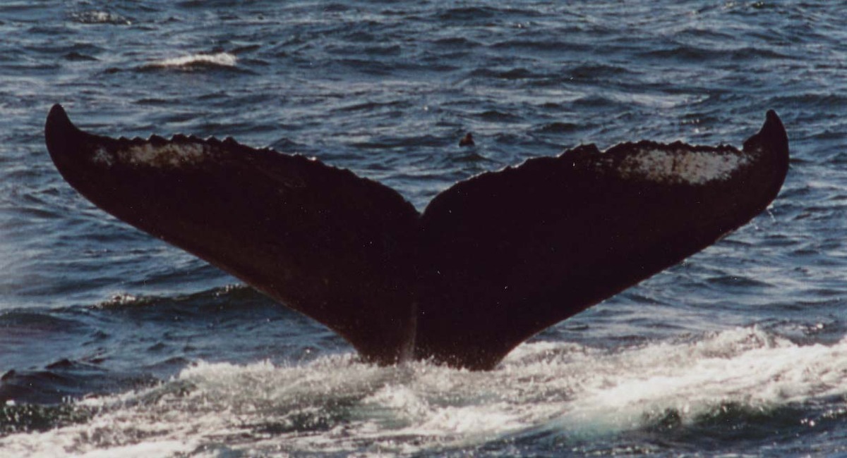 Fluke of Laverne (KBay)