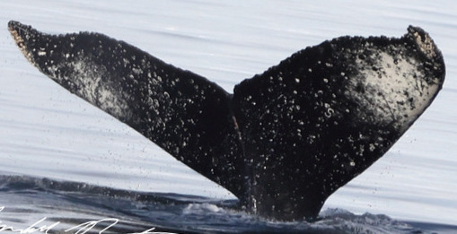 Fluke of HW-MN1306224